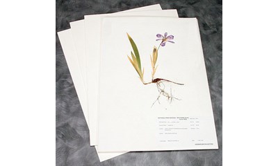 HERBARIUM / RESISTALL