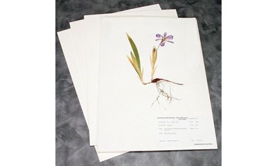 HERBARIUM